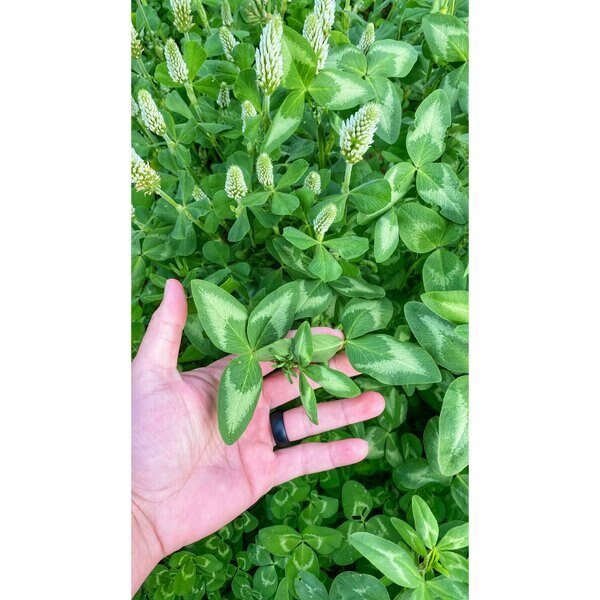 Deer and Turkey Feed Supplement/Attractant, 4 lb Bag, Big Tine, Mfr#: BT35